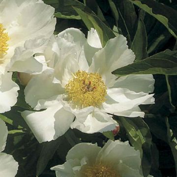 Paeonia lactiflora White Wings - Garden Peony