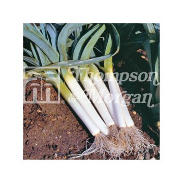 Leek Blauwgroene Winter Bandit - Allium porrum