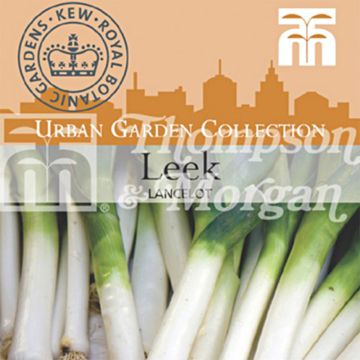 Lancelot Leek - Allium porrum