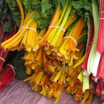 Yellow Swiss Chard