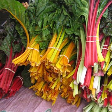 Swiss Chard Bright Lights - Ferme de Sainte Marthe seeds