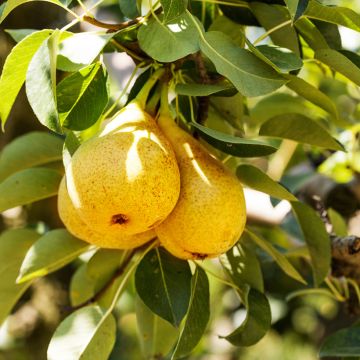 Pyrus communis Fausset - Pear Tree