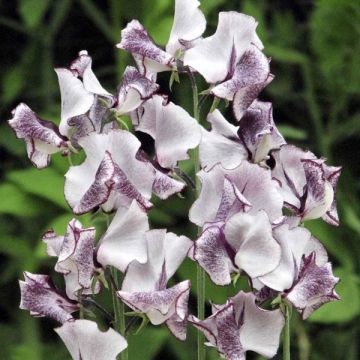 Lathyrus odoratus Nimbus - Sweet Pea Seeds