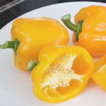 Sweet Pepper Yellow California Wonder