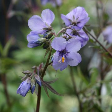 Polemonium Bressingham Purple