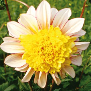 Dahlia Polka