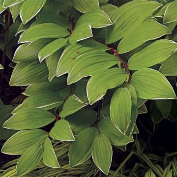 Polygonatum falcatum Variegatum - Solomon's Seal