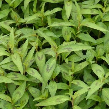 Polygonum odoratum - Vietnamese Coriander