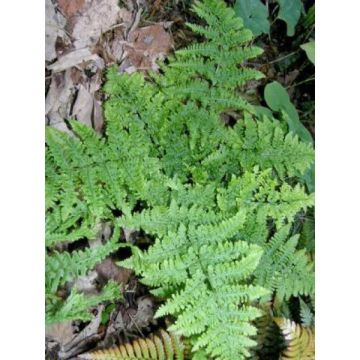 Dryopteris dilatata Crispa Whiteside - Broad Buckler Fern