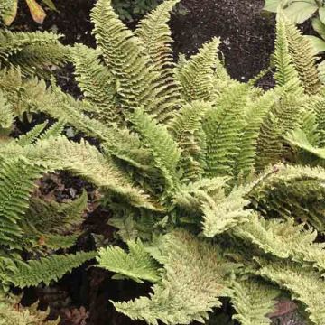 Polystichum setiferum Plumosum Densum - Soft Shield Fern