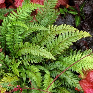 Polystichum polyblepharum Shiny Holly Fern - Lace Fern