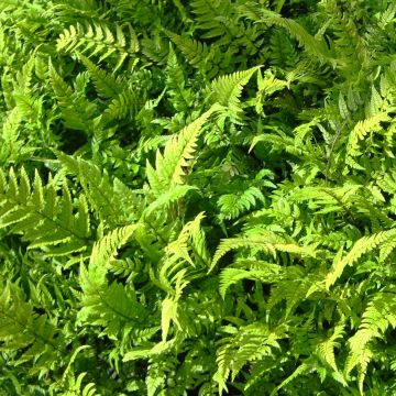 Polystichum tsus-simense - Korean Rock Fern