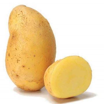 Potatoes Artemis