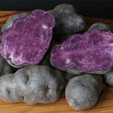 Potatoes Vitelotte