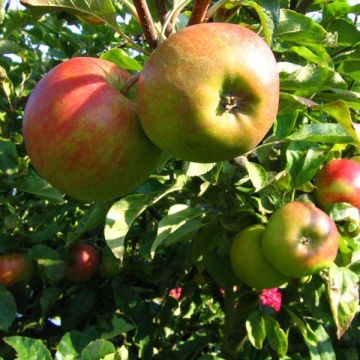 Apple Tree Elstar - Malus domestica