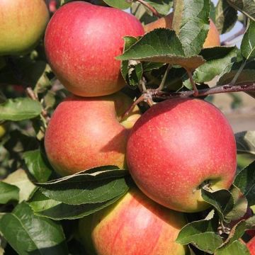 U Shape Apple Tree Jonagold - Malus domestica