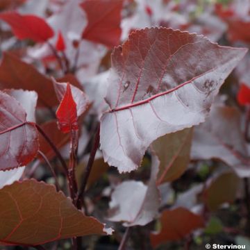 Populus deltoides Purple Tower - Eastern Cottonwood