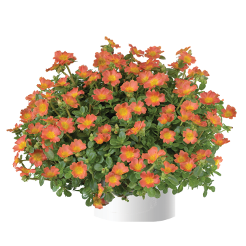 Portulaca oleracea Pazzaz Nano Orange