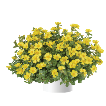 Portulaca oleracea Pazzaz Nano Yellow