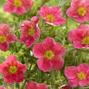 Potentilla fruticosa Danny Boy - Shrubby Cinquefoil