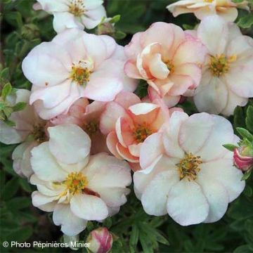 Potentilla fruticosa Double Punch Pastel - Shrubby Cinquefoil