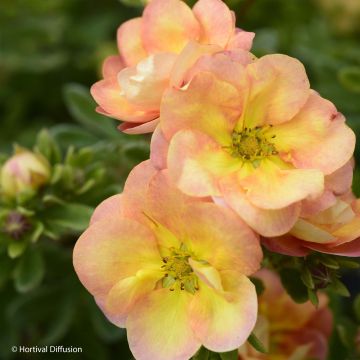 Potentilla fruticosa Double Punch Peach - Shrubby Cinquefoil