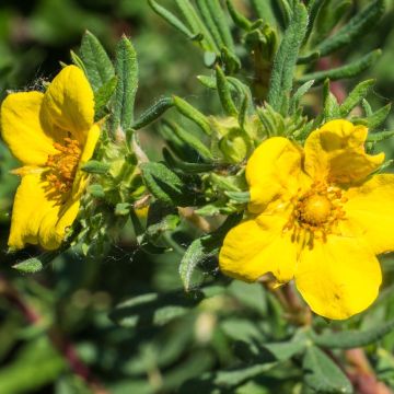 Potentilla fruticosa Elizabeth (= Sutters gold)