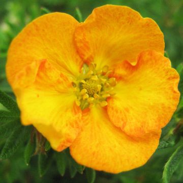 Potentilla fruticosa Tangerine - Shrubby Cinquefoil