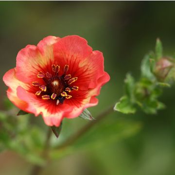 Potentilla nepalensis Miss Willmott - Cinquefoil