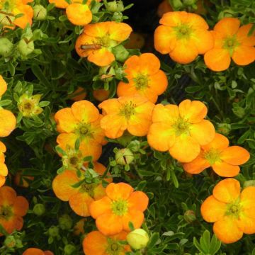 Potentilla fruticosa Bella Sol - Shrubby Cinquefoil