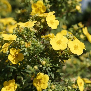 Potentilla fruticosa - Shrubby Cinquefoil