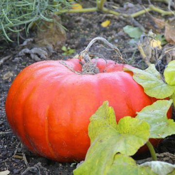 Organic Pumpkin Rouge Vif d'Etampes plants - Cucurbita maxima