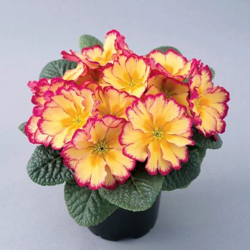 Primula vulgaris Scentsation Red Cream- English Primrose