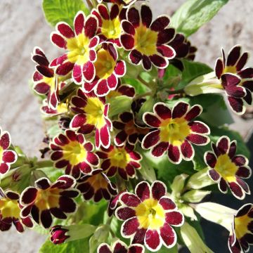 Primula Mister Gold Laced - Oxlip