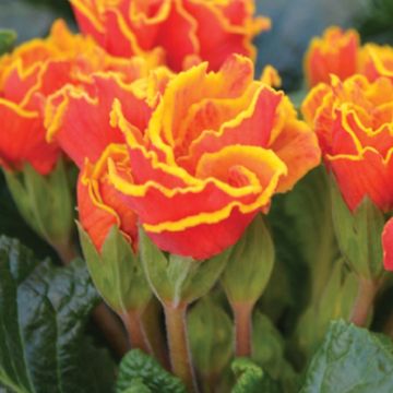 Primula vulgaris Flamenco Fire- English Primrose