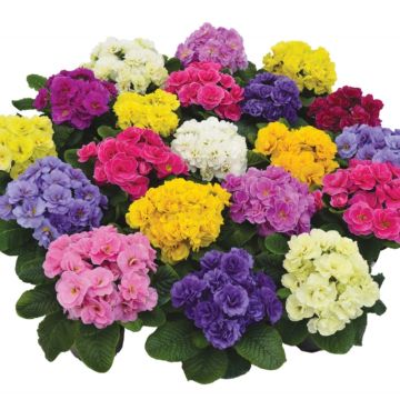 Primula vulgaris Rubens Mix- English Primrose