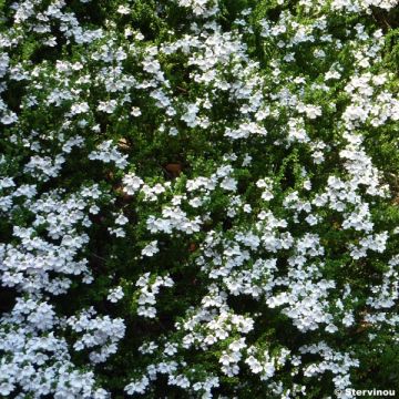 Prostanthera cuneata - Mint Bush