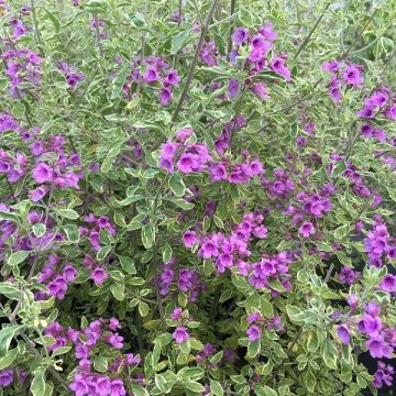 Prostanthera ovalifolia Variegata - Mint Bush