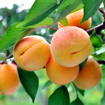 Prunus armeniaca Nanum - Apricot Tree