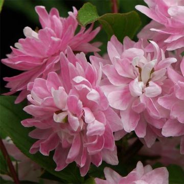 Prunus glandulosa Rosea Plena - Dwarf flowering Almond