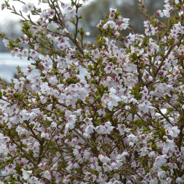 Prunus incisa Kojo no mai