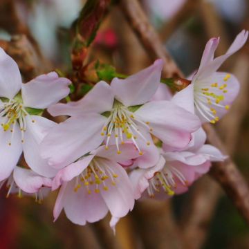 Prunus Pandora - Cherry