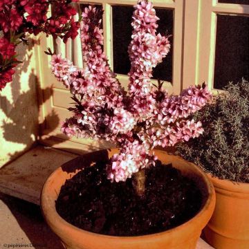 Prunus persica Dwarf Crimson Bonfire