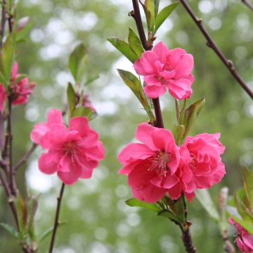 Prunus persica Taoflora Pink - Peach Tree