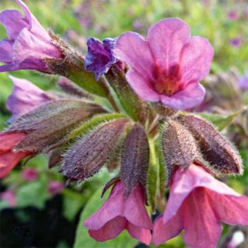 Pulmonaria Victorian Brooch - Lungwort