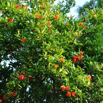 Punica granatum Fina Tendral - Pomegranate