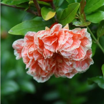 Punica granatum California Sunset - Pomegranate