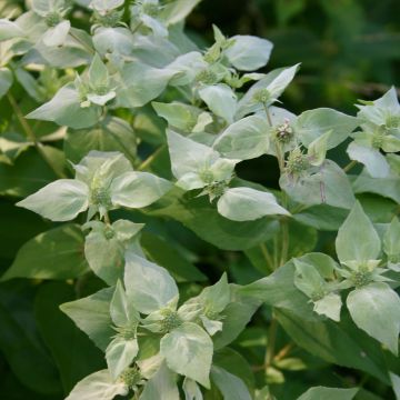 Pycnanthemum muticum - Mountain Mint