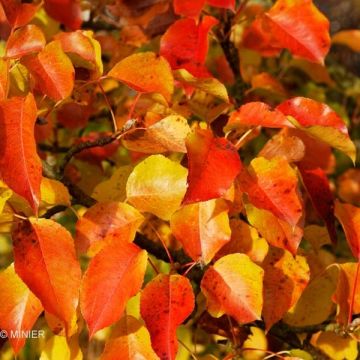 Pyrus calleryana Chanticleer - Callery Pear