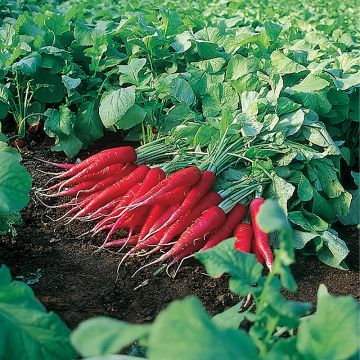 Radish LG Ostergruss Rosa 2 - Organic Seeds